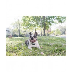 Receptor pentru Zgarda PetSafe 300/600/900m