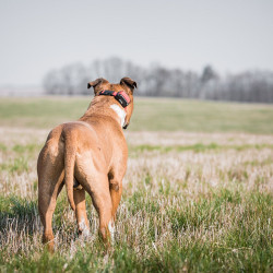 Zgarda electronica Dogtrace d-control 1000 Zgarda electronica Dogtrace d-control 1000