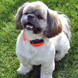 Zgarda anti-latrat Dogtrace d-mute ONE