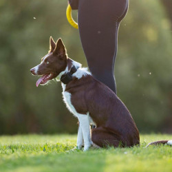 Zgardă de dresaj Dogtrace d-control Edge 250R cu telecomandă inelară