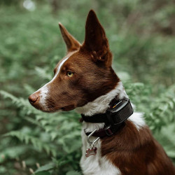 Zgardă de dresaj Dogtrace d-control Edge 650R cu telecomandă inelară