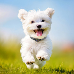 Zgarda anti-latrat cu vibratie BENTECH V391