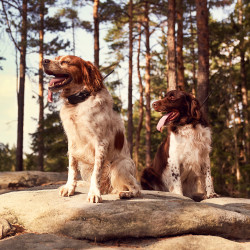 Dogtrace DOG GPS X30T Short dispozitiv de urmărire a câinilor scurți
