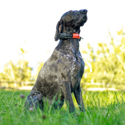 Dogtrace DOG GPS X30T Short dispozitiv de urmărire a câinilor scurți